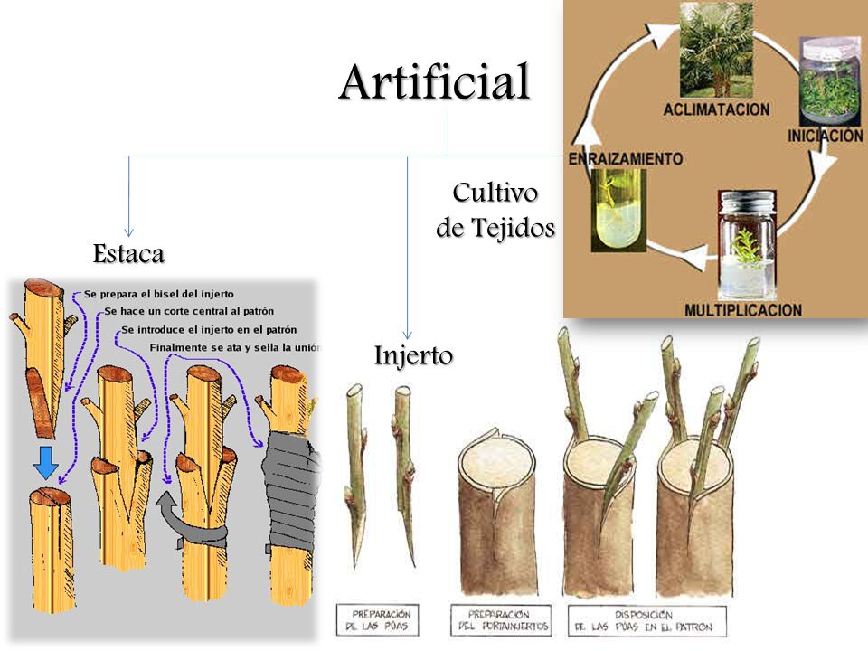 Tipos de reproduccion asexual en plantas artificiales Tipos de reproduccion asexual en plantas artificiales